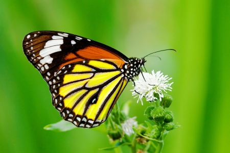 nature-16