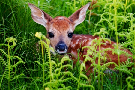 nature-19