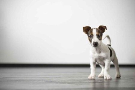 pets-01