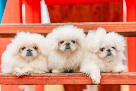 pets-07