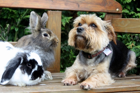 pets-10