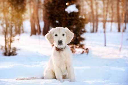 pets-11
