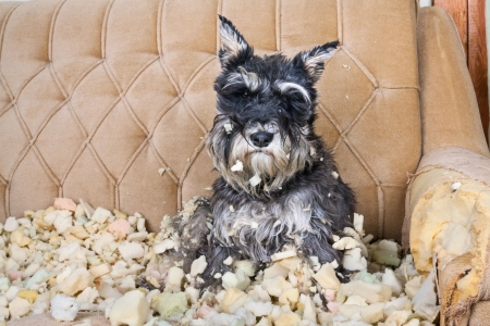 pets-12